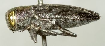 Media type: image;   Entomology 8112 Aspect: habitus lateral view